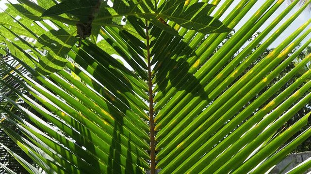 Green coconut palm tree frond moving in the wind