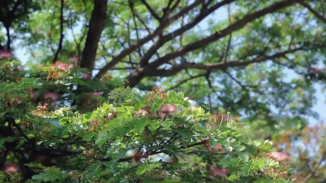 The flowering season of the rain tree, monkey pod tree, saman tree.