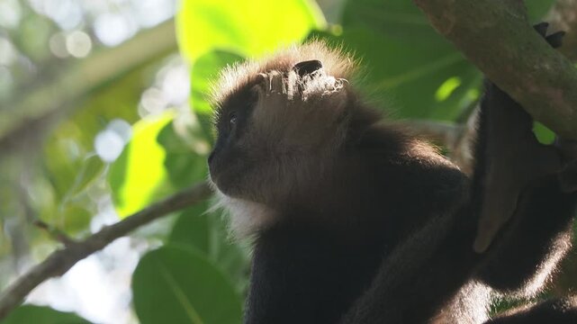 Backlit purple-faced langur monkey resting on a tree branch