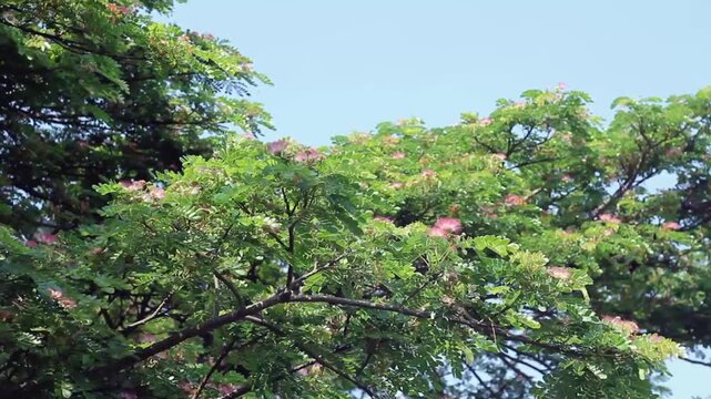 The flowering season of the rain tree, monkey pod tree, saman tree.