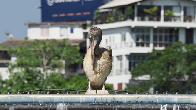 Brown pelican preening feathers on urban railing