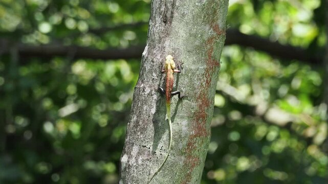 Colorful oriental garden lizard climbing up a tree trunk