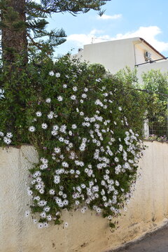 Flowering vine on a traditional house in a village in Rethymno, Crete, Greece