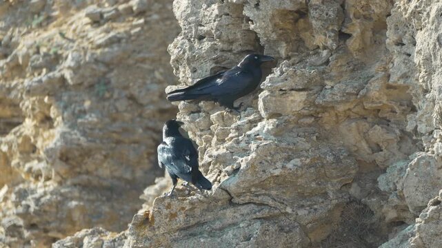 Ravens, cliff, wildlife, two black birds resting on sunlit rocky cliff face in natural wilderness environment
