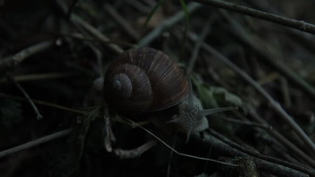 Large brown land snail crawling slowly among fallen twigs and damp vegetation on the forest floor