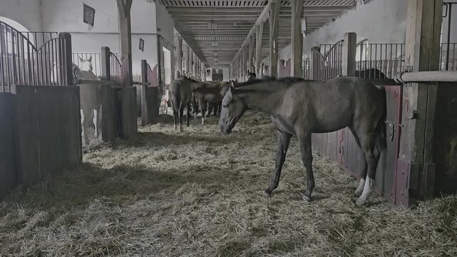 Young foals and horses standing inside a traditional rustic barn aisle with straw bedding on the ground in a stable environment