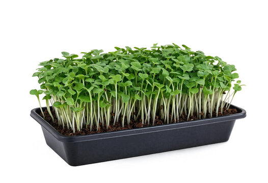 Microgreens Tray