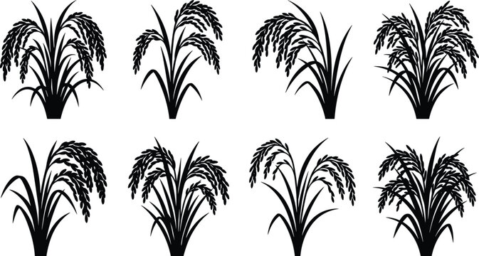Rice plant stalk and paddy ears vector icon set featuring grain agriculture harvest silhouettes