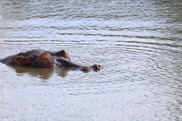Hippopotamus Submerged with Eyes Above Water in Kenya Africa © Paul