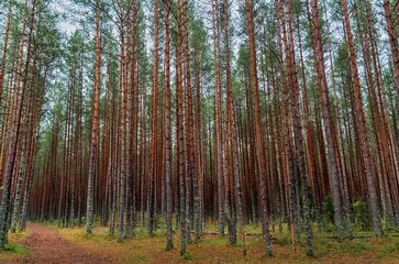 Fototapeta premium A short walk in Lahemaa National Park, Estonia, the Baltic States, Europe, 16 May 2026