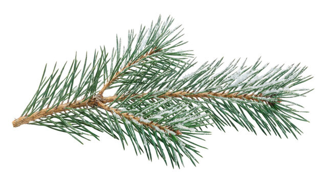 Snowy pine branch with needles isolated on transparent background cutout