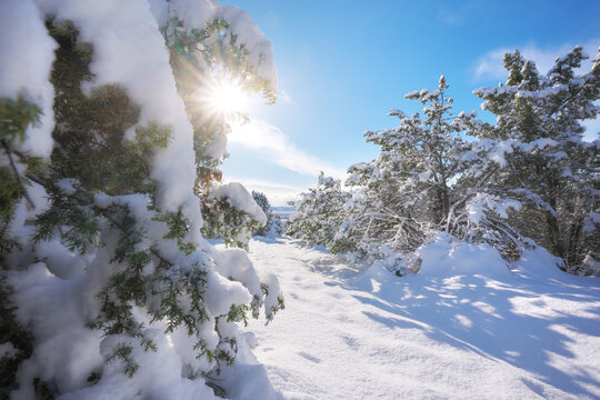 Beautiful winter landscape with snow covered pine trees under a bright sun and blue sky. Scenic countryside view.