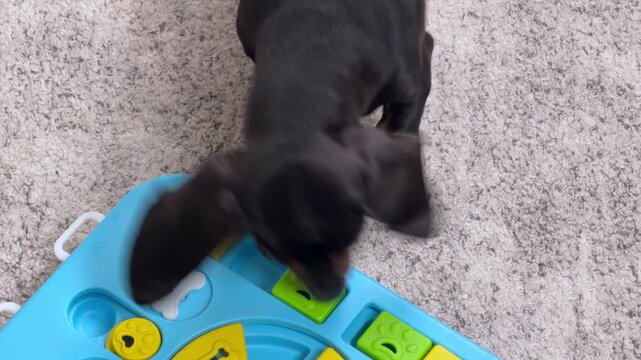 A black and tan dachshund dog sniffs a blue interactive puzzle feeder toy on a carpet at home, engaging its brain for a hidden snack, a concept of mental enrichment.