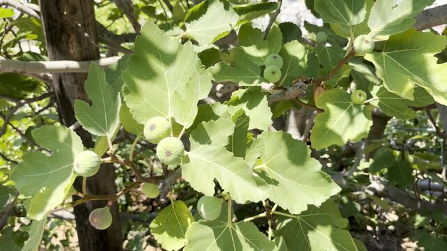 Green figs growing on a fig tree with lush leaves, organic fruit harvest, summer garden, healthy food concept.