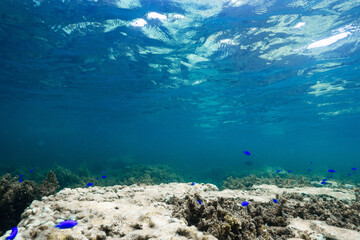 Blue Tropical Ocean with Coral Reef and Small Fish © Satoshi