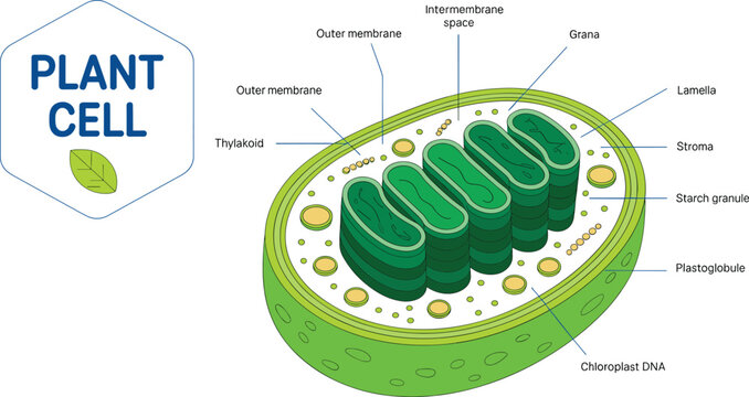 Chloroplast Structure Vector Diagram Featuring Labeled Plant Cell Organelle Anatomy Including Thylakoid Stroma Grana and Outer Inner Membranes for Biology Infographics