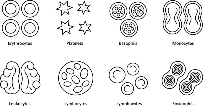 Human Blood Cell Black and White Vector Icon Set Featuring Minimalist Line Art Outlines of Erythrocytes Platelets Leukocytes Lymphocytes Basophils Monocytes and Eosinophils