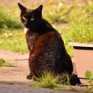 見返り美猫図