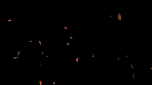Autumn leaf fall on transparent background with floating maple foliage, seasonal celebration motion graphic overlay