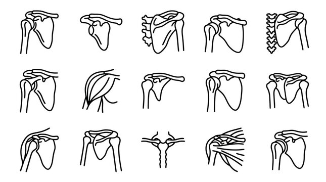 Anatomical Shoulder Joint Illustrations: Scapula, Clavicle, Humerus, Rotator Cuff