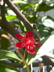 red hibiscus flower © Thunwa