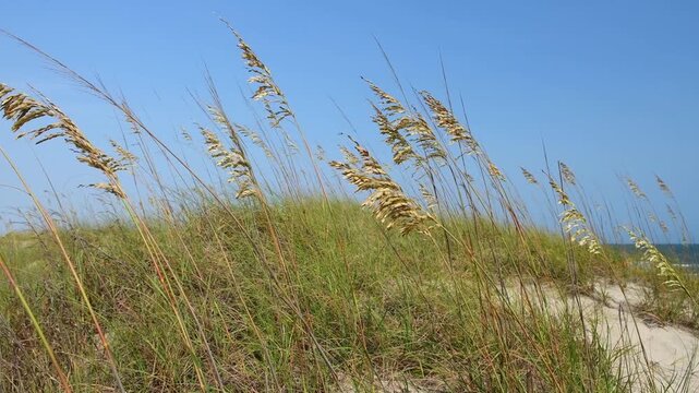 Iconic coastal sea oats on dunes at the beach