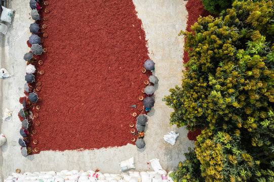 Bogra District, Bangladesh - 14 April 2025: Aerial view of workers drying red chilies on a large concrete surface, using umbrellas for shade next to lush green trees.