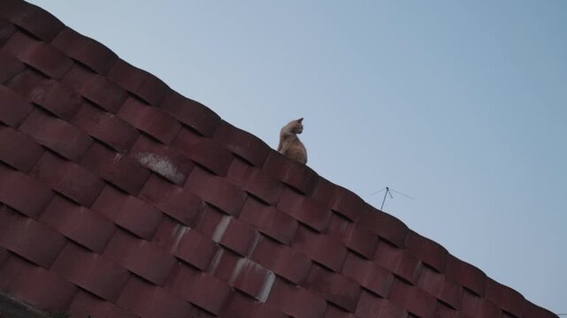 Ginger domestic cat sitting on a red tiled roof and looking down against a pale evening sky