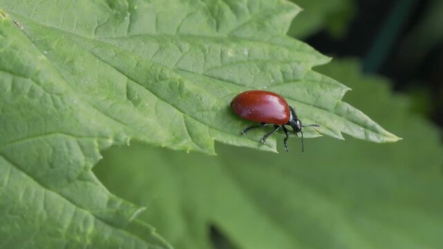 Poplar leaf beetle (Chrysomela populi) sitting on a green leaf in wild nature, macro video shot in 4k at 25 fps.