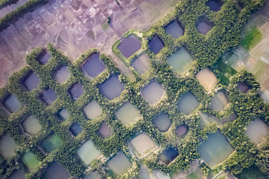 Naogaon, Bangladesh - 11 June 2025: Aerial view of aquaculture ponds and fish farms surrounded by lush green trees and vegetation in the rural landscape.