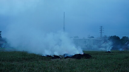 Fototapeta premium Wide outdoor photo shows burning rice field stubble emitting dense white smoke under cloudy sky
