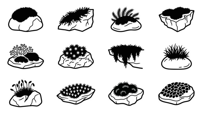 Collection of moss and lichen on rocks, diverse textures and shapes, botanical illustration