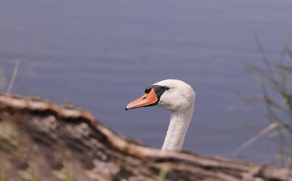 A mute swan peeks out from behind a fence.