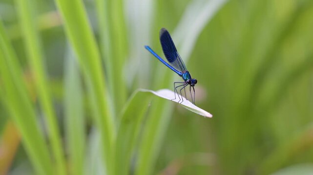 Male Banded demoiselle on a leaf of Hemerocalle spreading its wings as a damselfly passes in the background. Calopteryx splendens, Hemerocallis sp, Indre-et-Loire 37, r&eacute;gion Centre, France, Europe