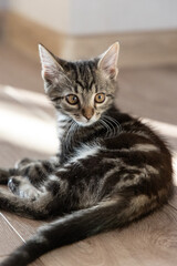 Obraz premium A cute gray kitten at home