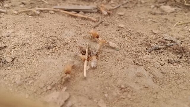 Subterranean Termites Collecting Food During Rainy Season