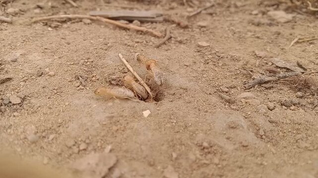 Subterranean Termites Collecting Food During Rainy Season