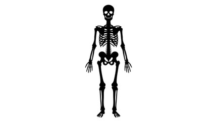 Human skeleton, depicted as a full-body black silhouette, stands upright with arms at its sides, isolated on a white background. © MstShopna