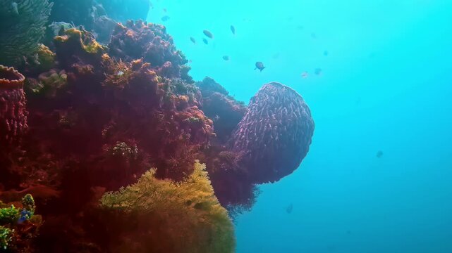 View of a vibrant coral reef featuring large barrel sponges and small tropical fish swimming in the clear blue waters of Bali, Indonesia.