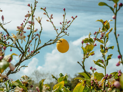 single fresh yellow lemon on a tree
