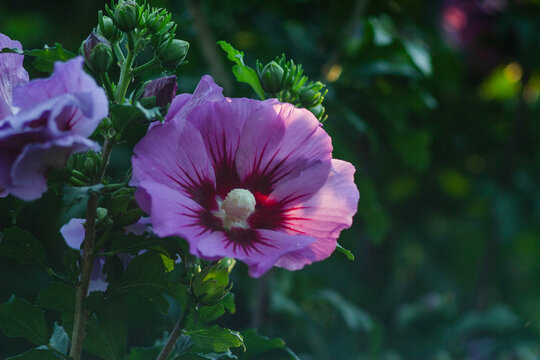 Pink hibiscus flower (Hibiscus rosa-sinensis) with large, delicate petals and a prominent central stamen. 