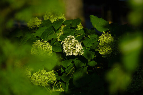 Clusters of hydrangea flowers (Hydrangea arborescens) with light green to white blooms 
