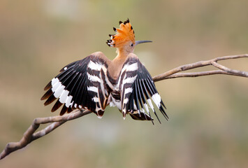 A Eurasian hoopoe perched on a branch seen from behind with wings fanned out and crest raised. © VOLODYMYR KUCHERENKO