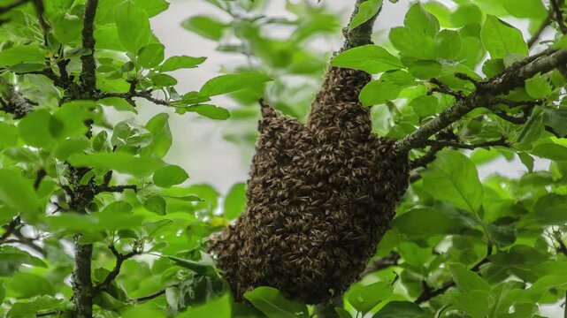 View of a large swarm of honey bees clustered on a leafy tree branch in Latvia.