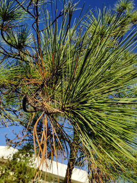 Close up of green needles on a Slash Pine tree (Pinus elliottii) against a blue sky