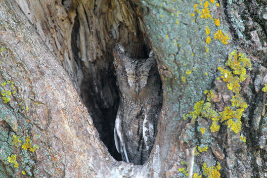 Frontal view of a roosting Eurasian scops owl perfectly camouflaged inside a tree cavity.