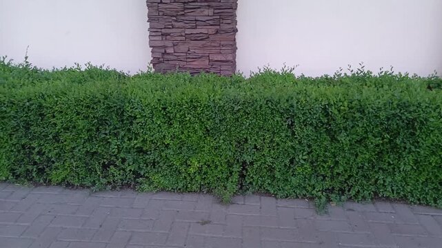 Well maintained topiary hedges in geometric shape along park alley, ornamental shrubs, horticulture and landscape architecture.