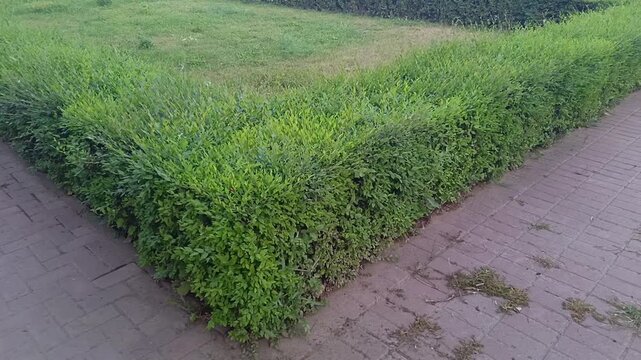 Neatly trimmed square topiary shrubs along park road, formal garden landscaping, ornamental hedge and urban green space.