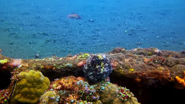 View of a vibrant coral reef teeming with colorful polyps and a black fish swimming in the clear waters of Bali, Indonesia.