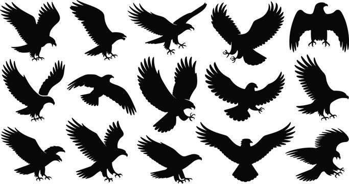 Eagle Bird Silhouette Collection Set with Flying Hunting Perched and Soaring Raptor Vector Shapes